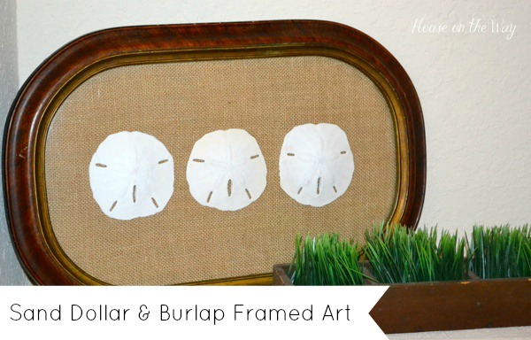 Framed Sand Dollar Art at The Everyday Home