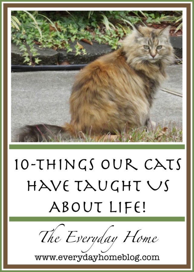 10-Things Our Cats Have Taught Us About Life by The Everyday Home