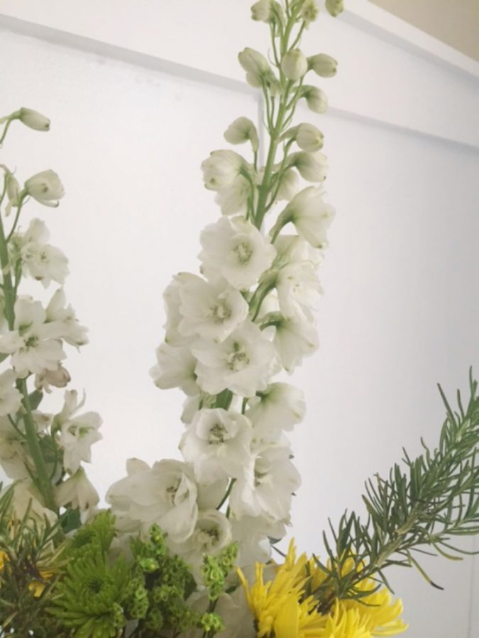 White Delphiniums