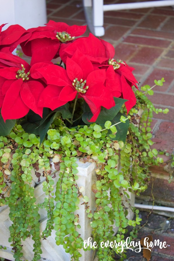 Poinsettia in Pots | 2015 Christmas Home Tour | The Everyday Home | www.everydayhomeblog.com