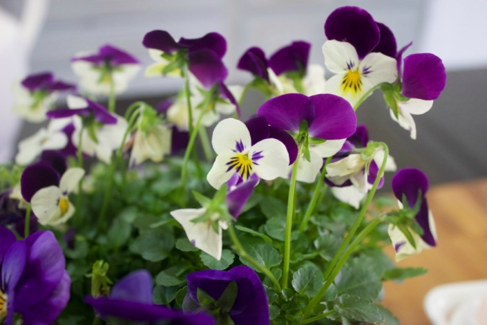 Spring Violets | The Everyday Home | www.everydayhomeblog.com