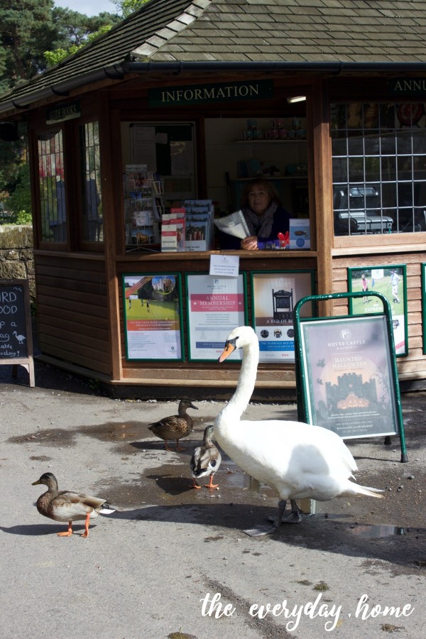 Hever Castle Swans | The Everyday Home