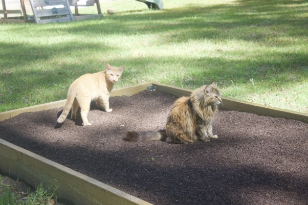 Garden Cats | The Everyday Home
