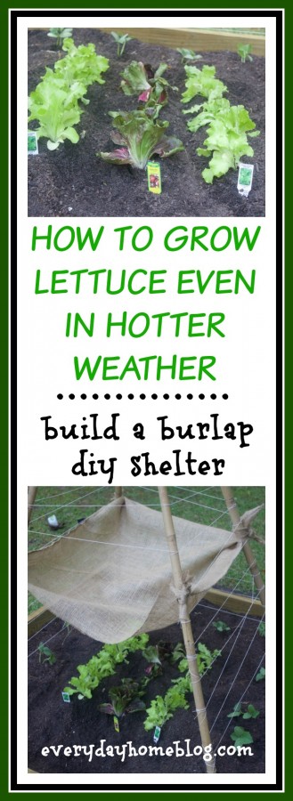 Grow Lettuce in Hotter Weather | The Everyday Home