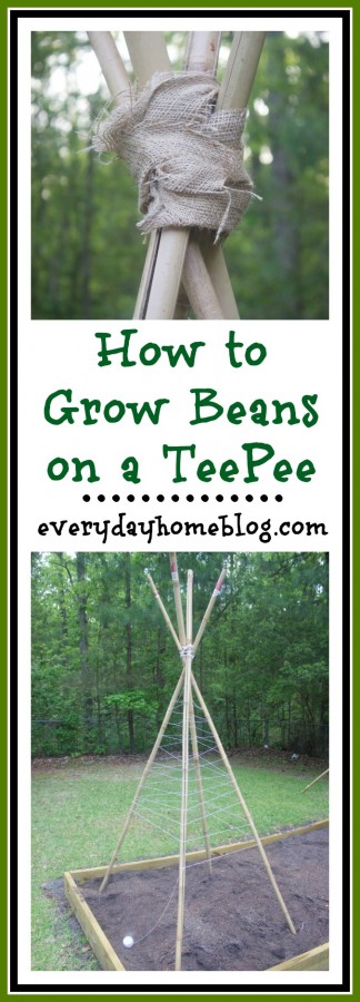 How to Grow Beans on a Teepee | The Everyday Home