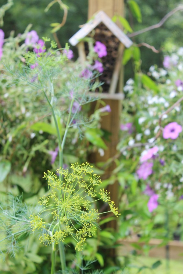 Dill in the Bee Garden | The Everyday Home | www.everydayhomeblog.com