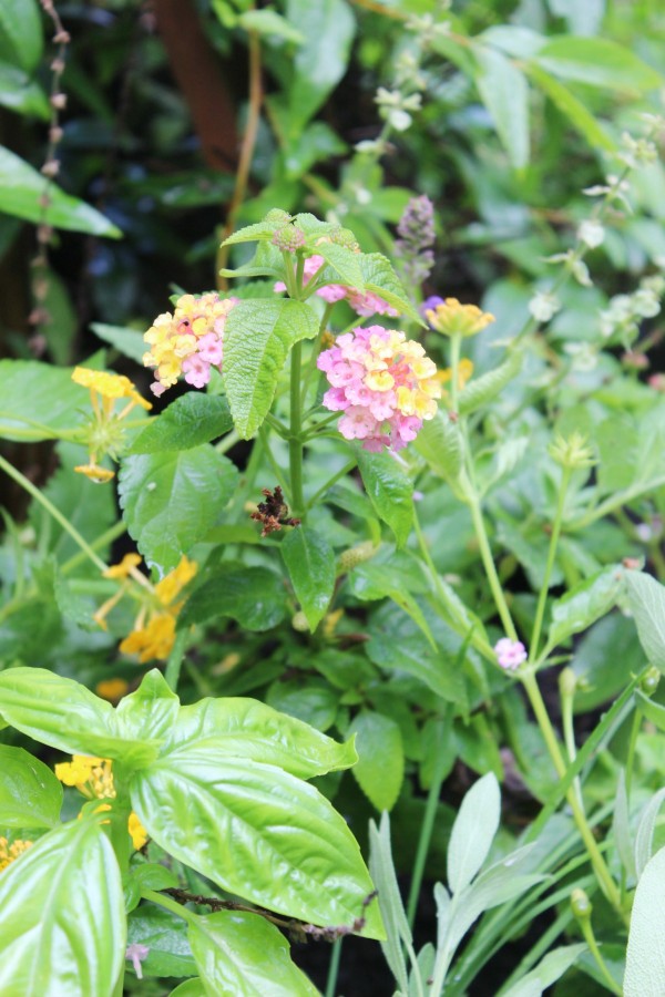 Flowers in the Bee Garden | The Everyday Home