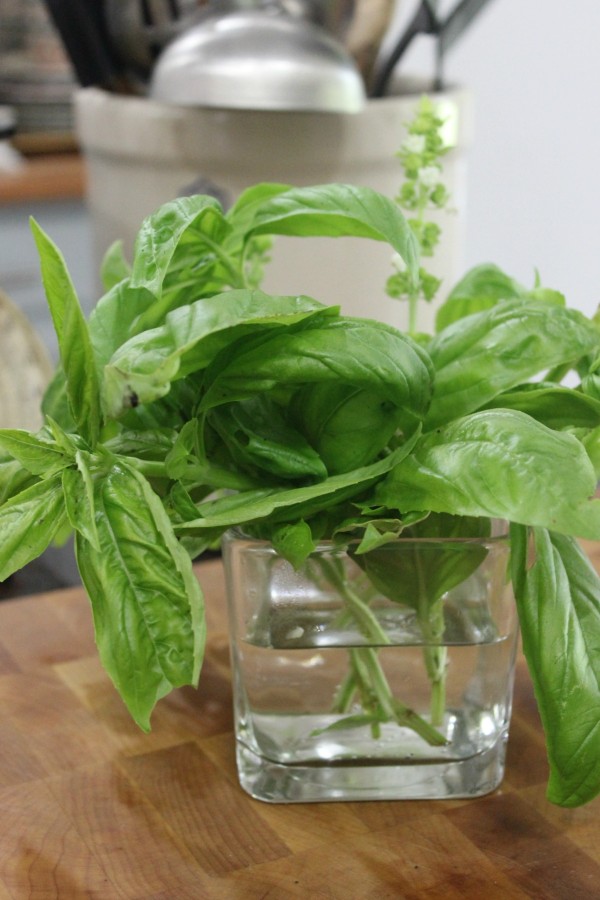 Fresh Basil Picked from the Garden